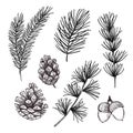 Hand drawn vector illustrations - Forest Autumn collection. Spruce branches, acorns, pine cones. Design elements for Royalty Free Stock Photo