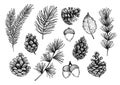 Hand drawn vector illustrations - Forest Autumn collection. Spruce branches, acorns, pine cones, fall leaves. Design elements for Royalty Free Stock Photo