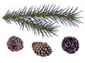 Fir branch and cones, isolate, vector, hand drawing Royalty Free Stock Photo