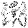 Hand drawn vector illustrations - Forest Autumn Winter collection. Spruce branches, acorns, pine cones, fall leaves