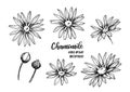 Hand drawn vector illustrations. Herb medicinal chamomile. Clipart in sketch style. Perfect for cosmetics labels, invitations, ca