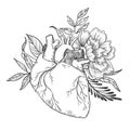 Hand drawn vector illustrations - Human heart with flowers Royalty Free Stock Photo