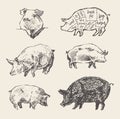 Drawn vector pigs Scheme pork cuts restaurant menu