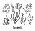 Hand drawn vector illustrations. Seaweed. Herbal plants in sketch style. Perfect for labels, invitations, cards, leaflets, prints