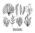 Hand drawn vector illustrations. Seaweed. Herbal plants in sketch style. Perfect for labels, invitations, cards, leaflets, prints