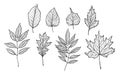 Hand drawn vector illustrations. Set of fall leaves. Forest desi