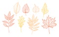Hand drawn vector illustrations. Set of fall leaves. Forest desi Royalty Free Stock Photo