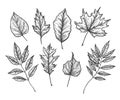 Hand drawn vector illustrations. Set of fall leaves Royalty Free Stock Photo