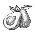 Hand drawn vector image of sliced avocado fruit