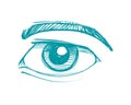 Human eye with eyebrow hand drawn illustration