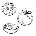 Hand drawn vector ink illustration. Tomato vegetable fruit, full and half, eco vegan farming product. Single object