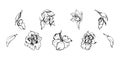 Hand drawn vector ink orchid flowers and branches, monochrome, detailed outline. Single flowers, leaves, stems. Isolated Royalty Free Stock Photo