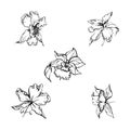 Hand drawn vector ink orchid flowers and branches, monochrome, detailed outline. Single flowers, leaves, stems. Isolated Royalty Free Stock Photo