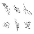 Hand drawn vector ink orchid flowers and branches, monochrome, detailed outline. Single flowers, leaves, stems. Isolated Royalty Free Stock Photo