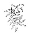 Hand drawn vector line botanical illustration of pecan nuts.