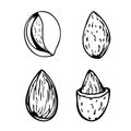 Hand drawn vector line set of almonds.