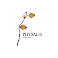 Hand drawn vector logo physalis