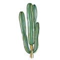 Hand drawn vector of Lophocereus schottii isolated on white background.