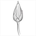 Hand drawn vector of lotus flower bud isolated on white background for coloring page. Black and white  stock illustration of water Royalty Free Stock Photo