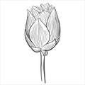 Hand drawn vector of lotus flower bud isolated on white background for coloring page. Black and white  stock illustration of water Royalty Free Stock Photo