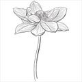 Hand drawn vector of lotus flower isolated on white background for coloring page. Black and white  stock illustration of water Royalty Free Stock Photo