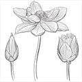 Hand drawn vector of lotus flower isolated on white background for coloring page. Black and white  stock illustration of water Royalty Free Stock Photo