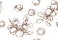 Hand drawn vector macadamia nut core pattern