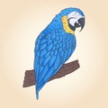 Hand drawn vector macaw parrot sitting on the branch isolated.