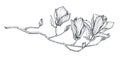 Hand drawn vector magnolia branch. Beautiful romantic elegant floral element.