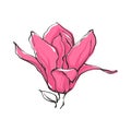 Hand drawn vector magnolia flowers in sketch line style with col