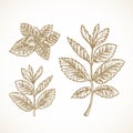 Hand Drawn Vector Mint Branches with Leaves Sketch Sillhouettes Set. Moenthol Spice Herb Doodles Collection. Isolated Royalty Free Stock Photo