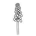Hand drawn vector of muscari isolated on white background.