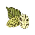 Hand drawn vector noni fruit