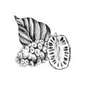 Hand drawn vector noni fruit Royalty Free Stock Photo