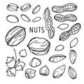 Hand drawn vector nut set. Doodle Linear sketch. Pistachios, Walnut, Almond, Hazelnut, Peanut. Organic, fresh cooking, healthy