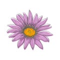 Hand drawn vector pen and ink illustration of Gerbera Daisy flower Royalty Free Stock Photo