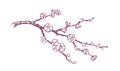 Hand drawn vector pink plum blossom illustration