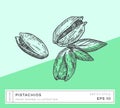 Hand Drawn Vector Pistachios Nuts Illustration. Vegan Plant Based Food Drawing with Colorful Background Isolated