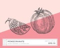 Hand Drawn Vector Pomegranate Illustration. Vegan Plant Based Food Drawing with Colorful Background Isolated