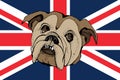 Hand Drawn Vector Portrait of Bulldog on a brittish flag