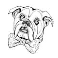 Hand Drawn Vector Portrait of dog Bulldog.