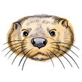 Hand drawn vector portrait of otter with watercolor spots