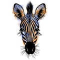 Hand drawn vector portrait of zebra with watercolor spots isolated on white background. Royalty Free Stock Photo