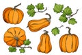 Hand drawn vector pumpkins set. Bright orange gourds with leaves isolated on white background. Stock illustration for Royalty Free Stock Photo