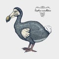 Hand drawn vector realistic bird, sketch graphic style,