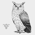 Hand drawn vector realistic bird, sketch graphic style,