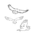 Hand drawn vector realistic bird, sketch graphic style,long eared owl, asis otus, owl vector sketch illustration