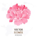 Hand drawn vector realistic illustration of dahlia flower Royalty Free Stock Photo