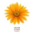 Hand drawn vector realistic illustration of Gerbera Daisy flower Royalty Free Stock Photo