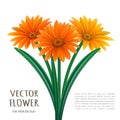 Hand drawn vector realistic illustration of Gerbera Daisy flower Royalty Free Stock Photo